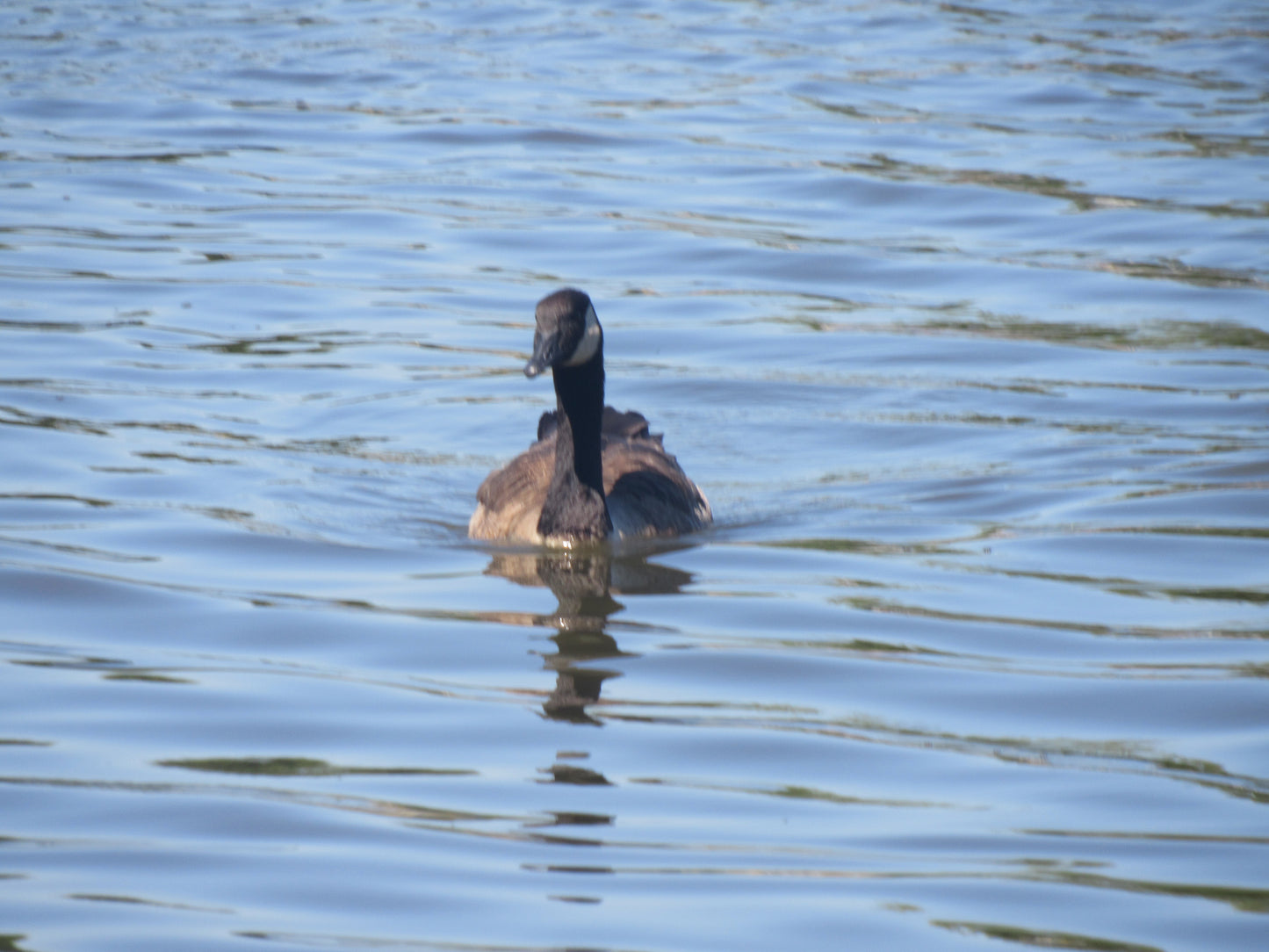 Morning Glide