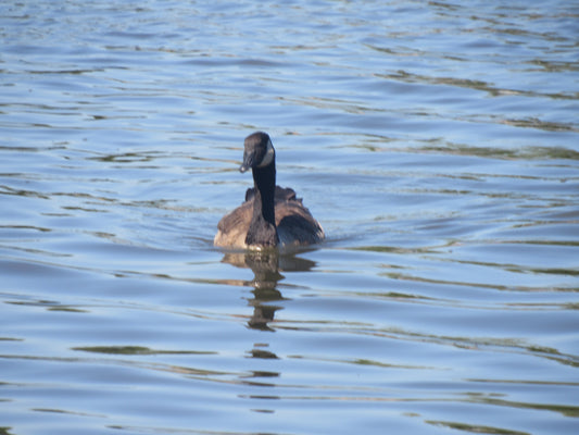 Morning Glide
